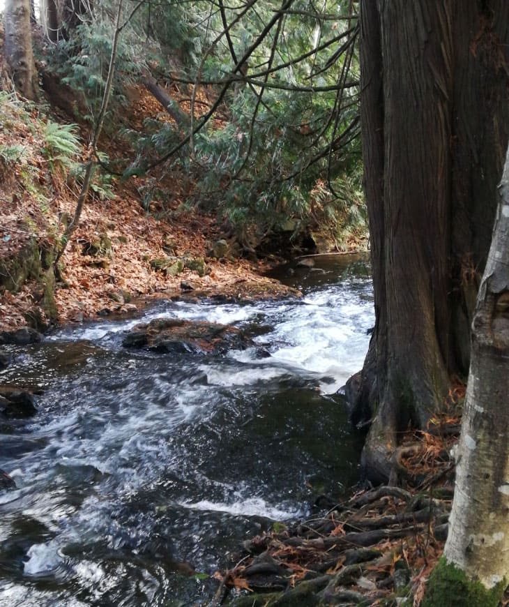 Millstream Creek Trail