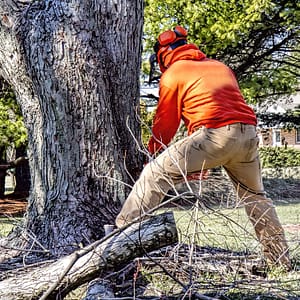 City of Langford Approves First Three Readings of New Bylaw to Prohibit Tree Cutting